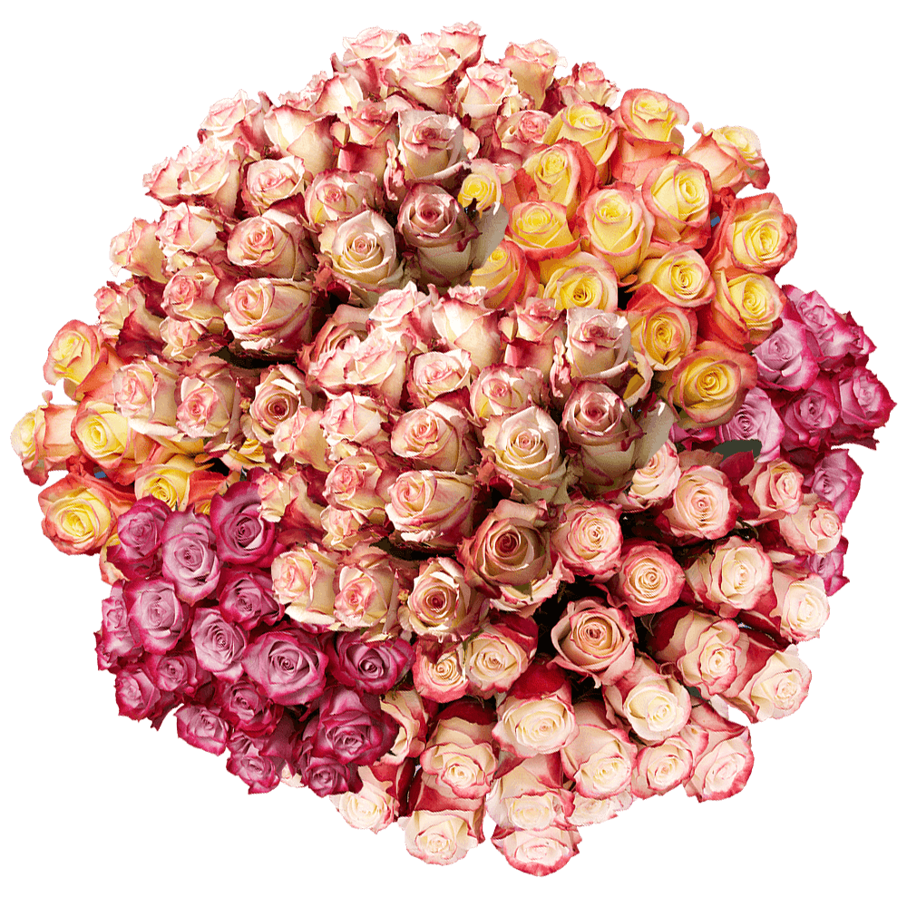 Wholesale Flowers Multicolor Rose Online