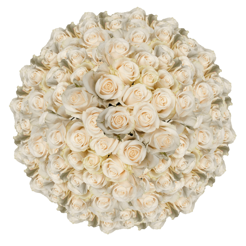Wholesale Flowers Solid Ivory Color Roses Online