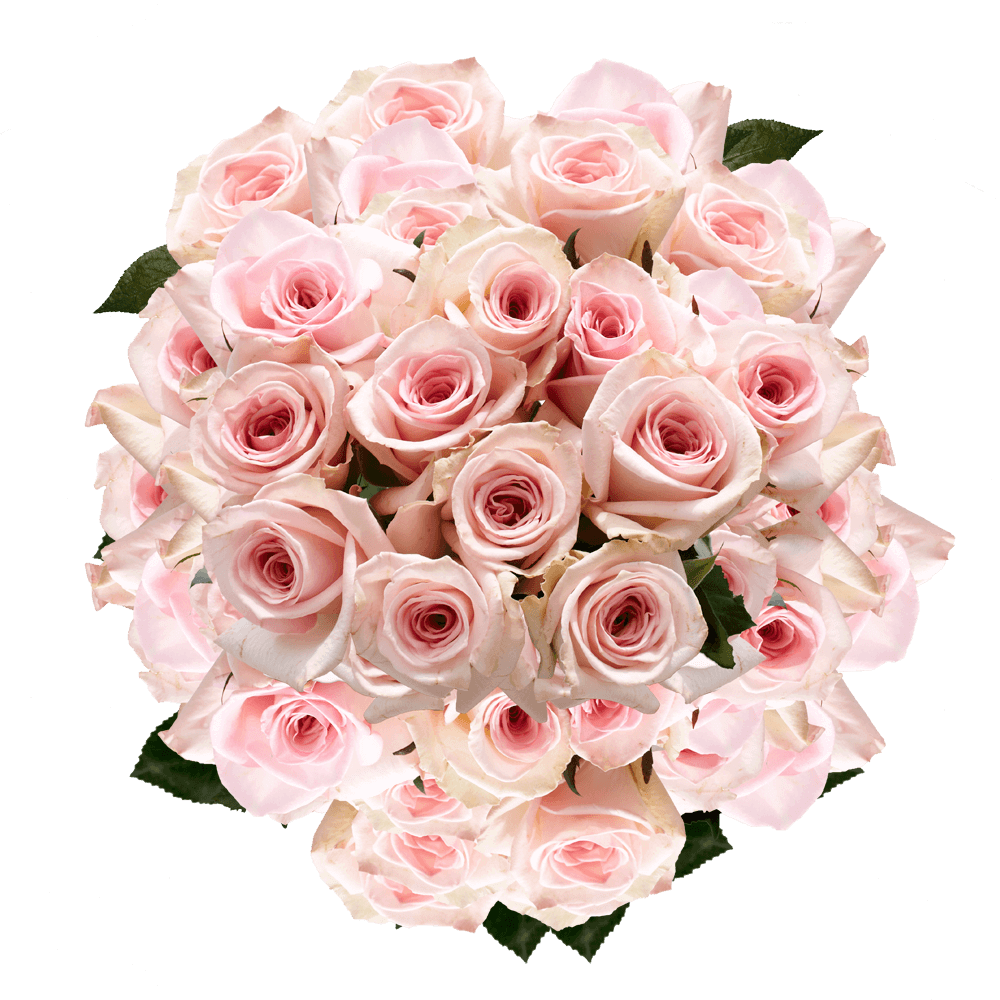 Wholesale Flowers Solid Pink Color Rose Online
