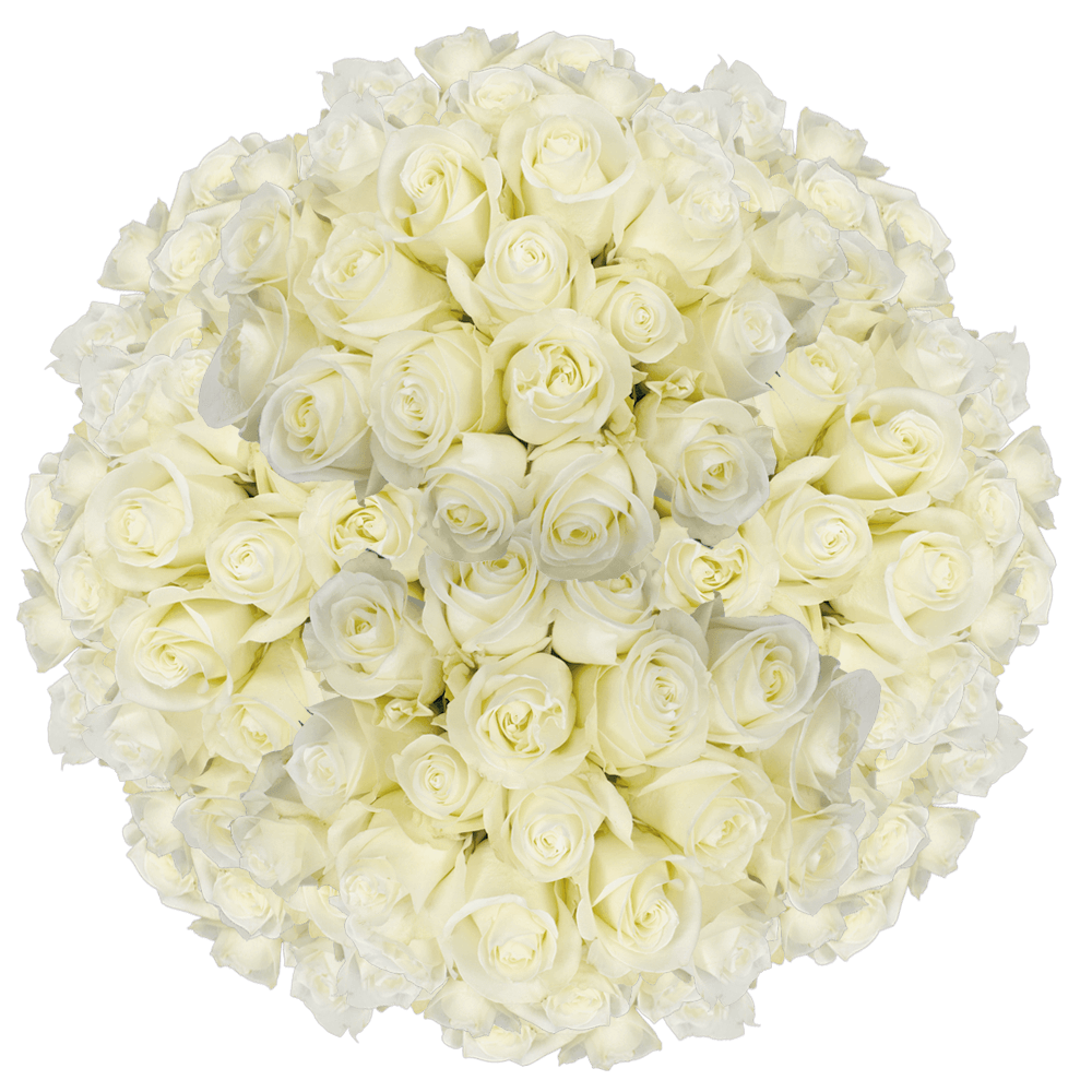 Wholesale Flowers Solid White Rose Online