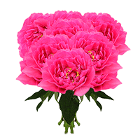 (QB) Kansas Peonies 70 Stems For Delivery to North_Carolina