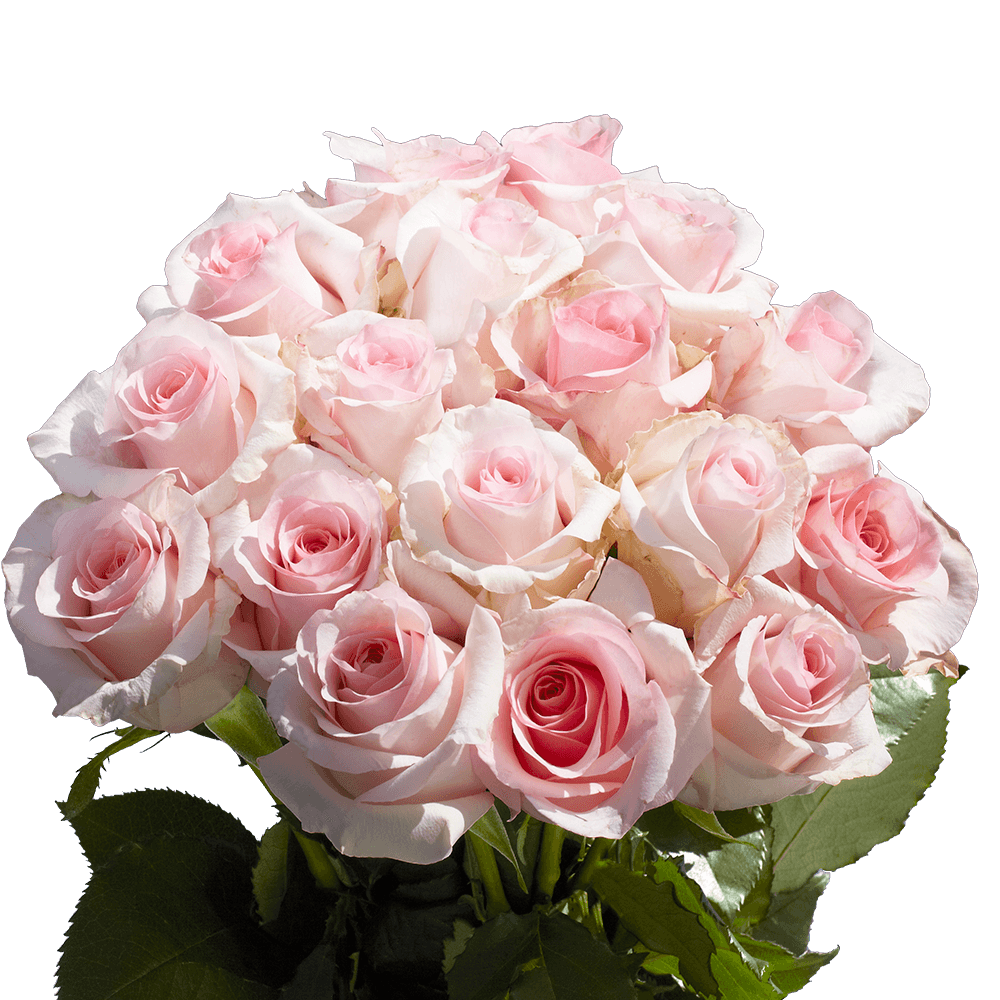 Wholesale Light Pink Roses