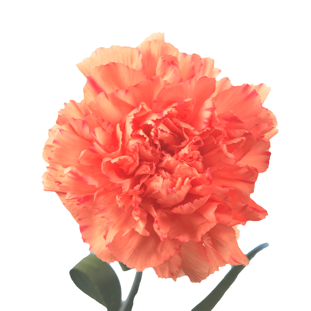 Vibrant Orange Rose Petals