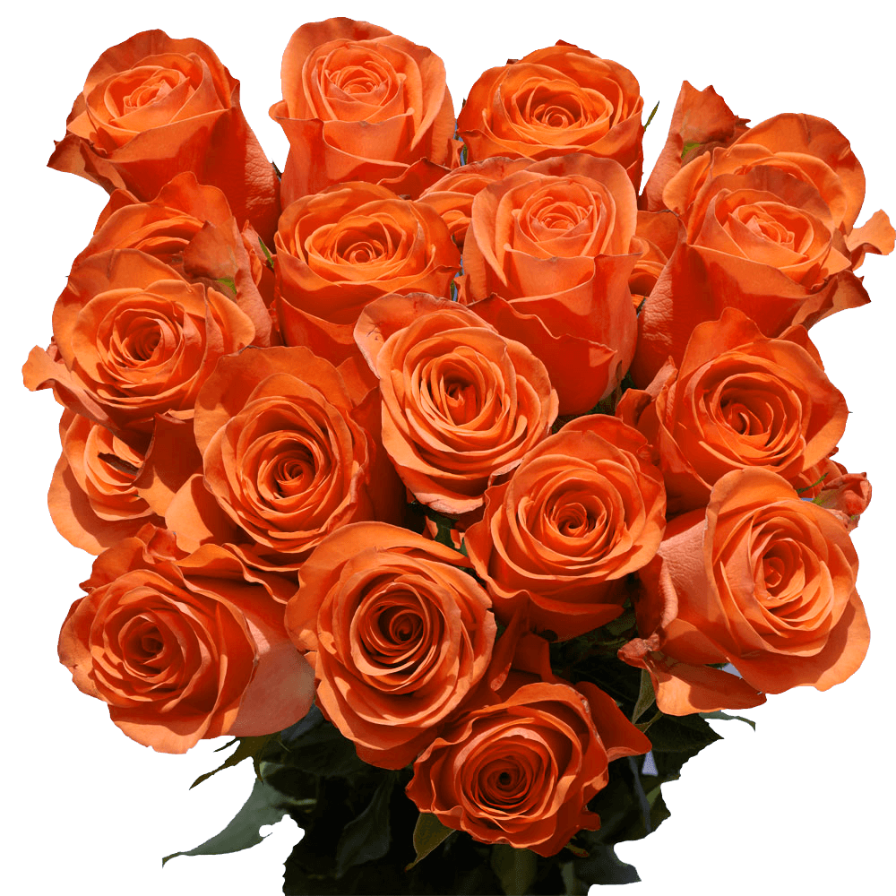 Wholesale Orange Roses