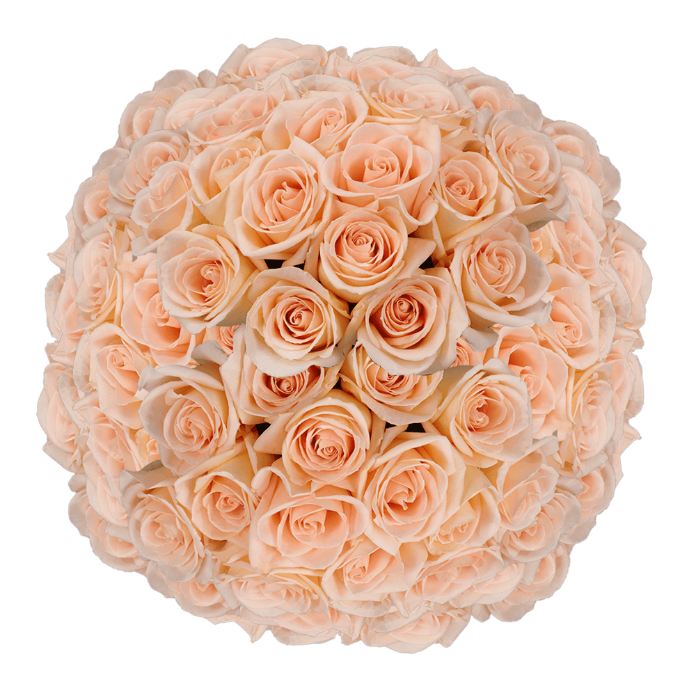 Wholesale Peach Roses for Sale