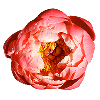 Qty of Coral Peony Flowers For Delivery to Poughkeepsie, New_York