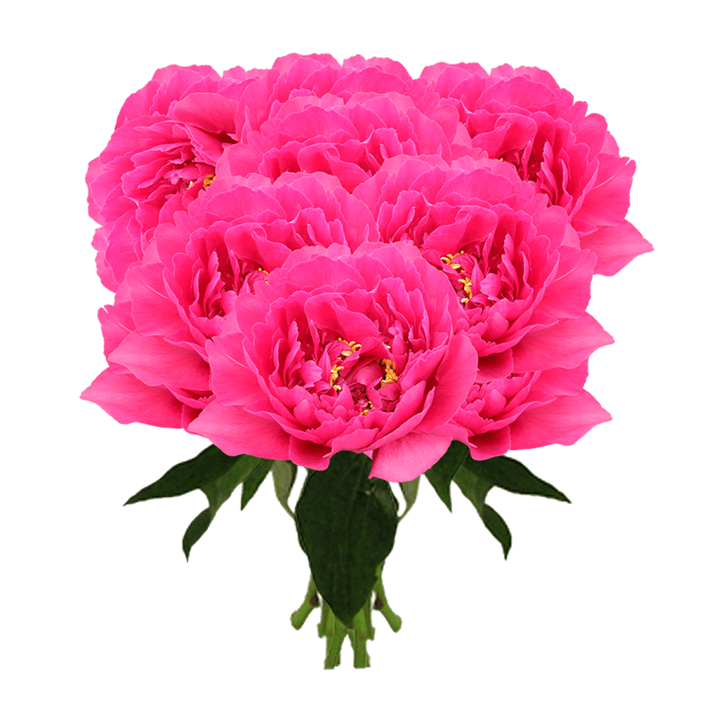 Wholesale Peony Flowers Farm Direct Delivery