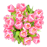 (HB) Pink White Tulip Flowers 20 Bunches For Delivery to South_Carolina