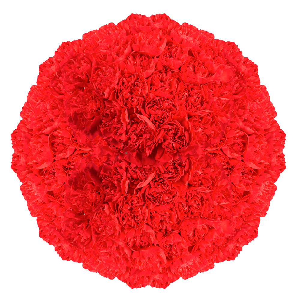 Wholesale Red Carnations