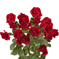 (HB) Spray Rose Sht Red 20 Bunches For Delivery to Clifton_Park, New_York