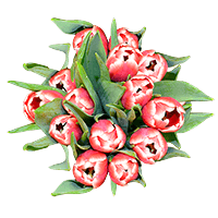 (HB) Red White Tulip Flowers 20 Bunches For Delivery to Binghamton, New_York