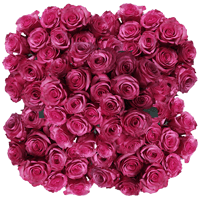 Rose Sht Lola 250 Stems (HB) 10 Bunches For Delivery to Rome, New_York