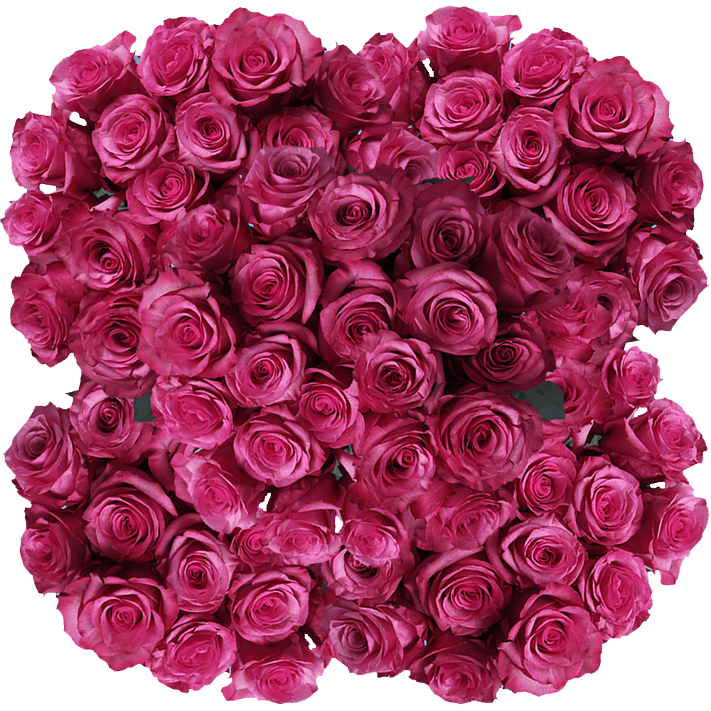 Wholesale Roses Lola Hot Pink Flowers Low Price