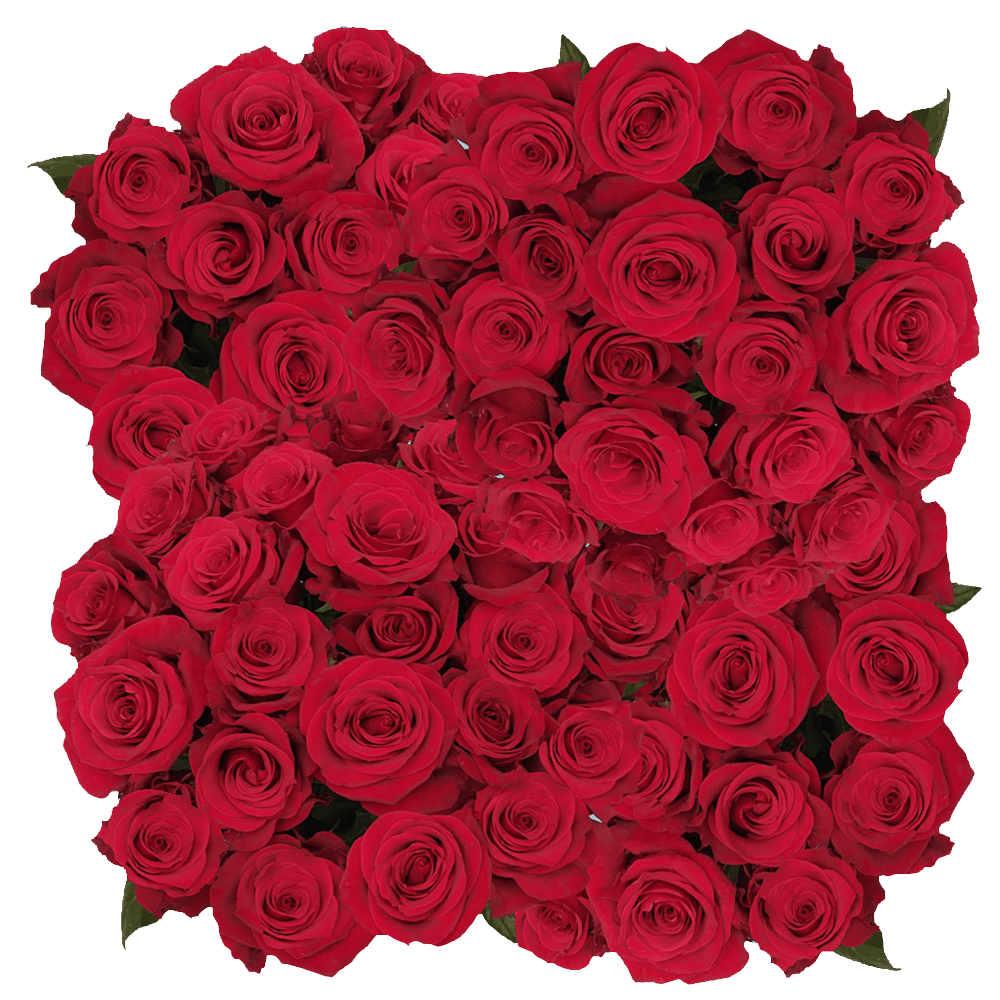 Wholesale Roses Scarlet Red Flowers Online