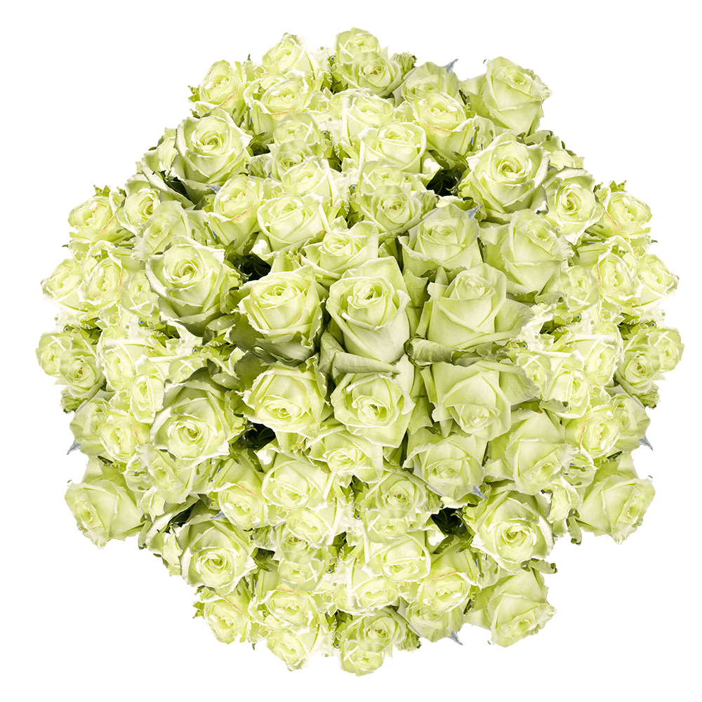 (QB) 100 Solid Green Medium For Delivery to Michigan, Local.Globalrose.Com
