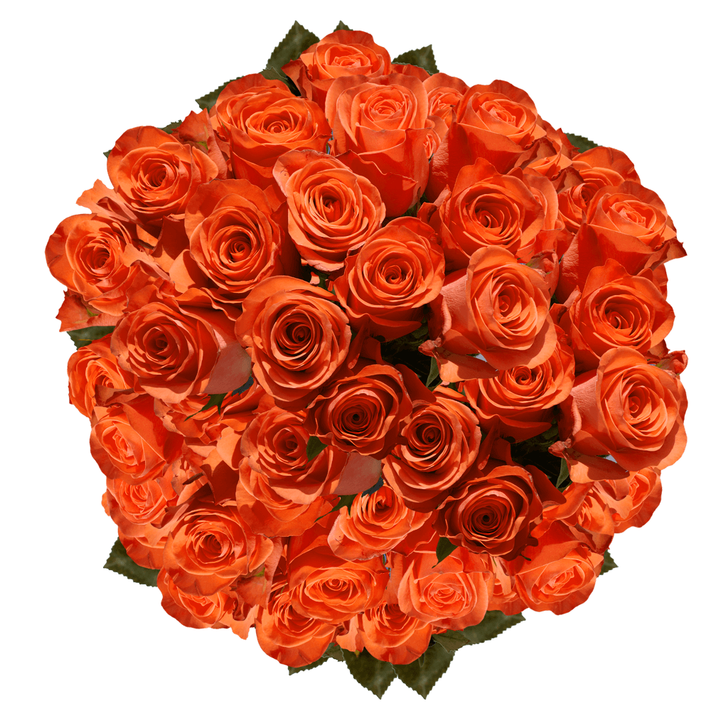 Wholesale Solid Orange Color Roses Flowers For Sale