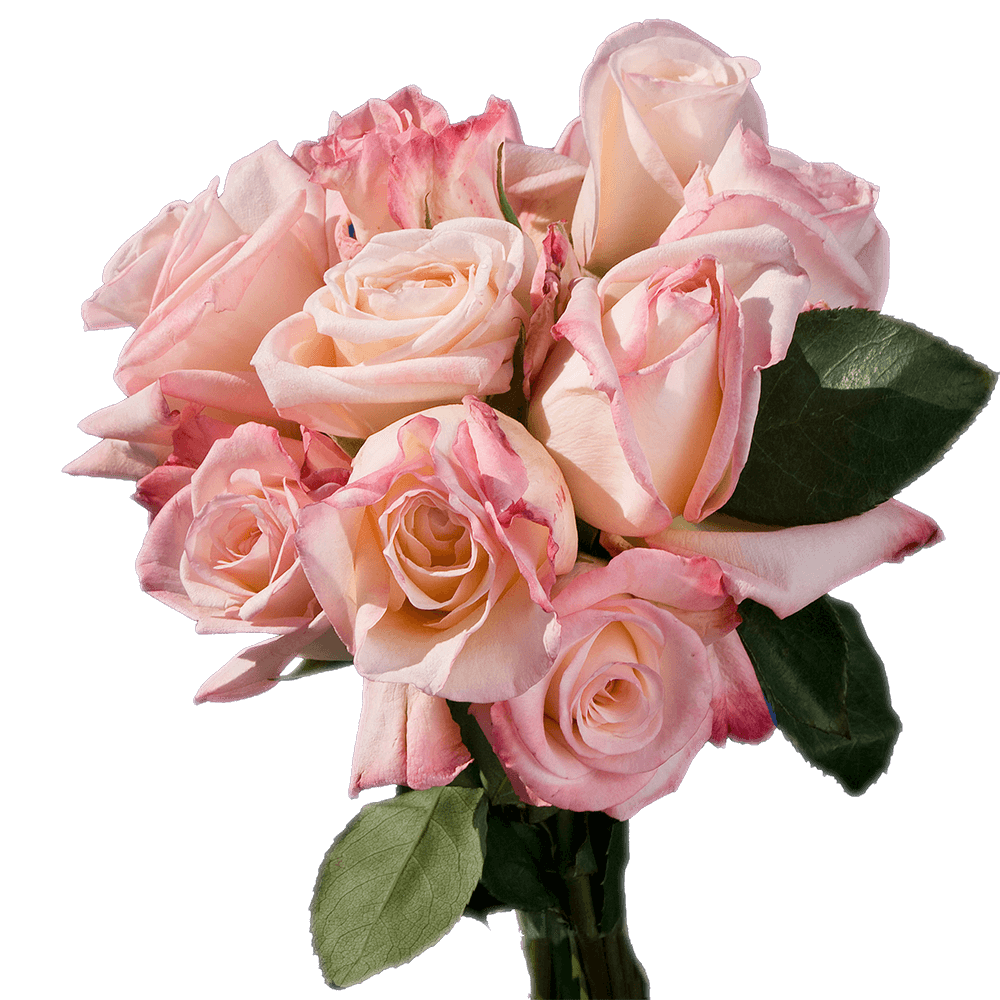 Wholesale White Roses with Pink Tips