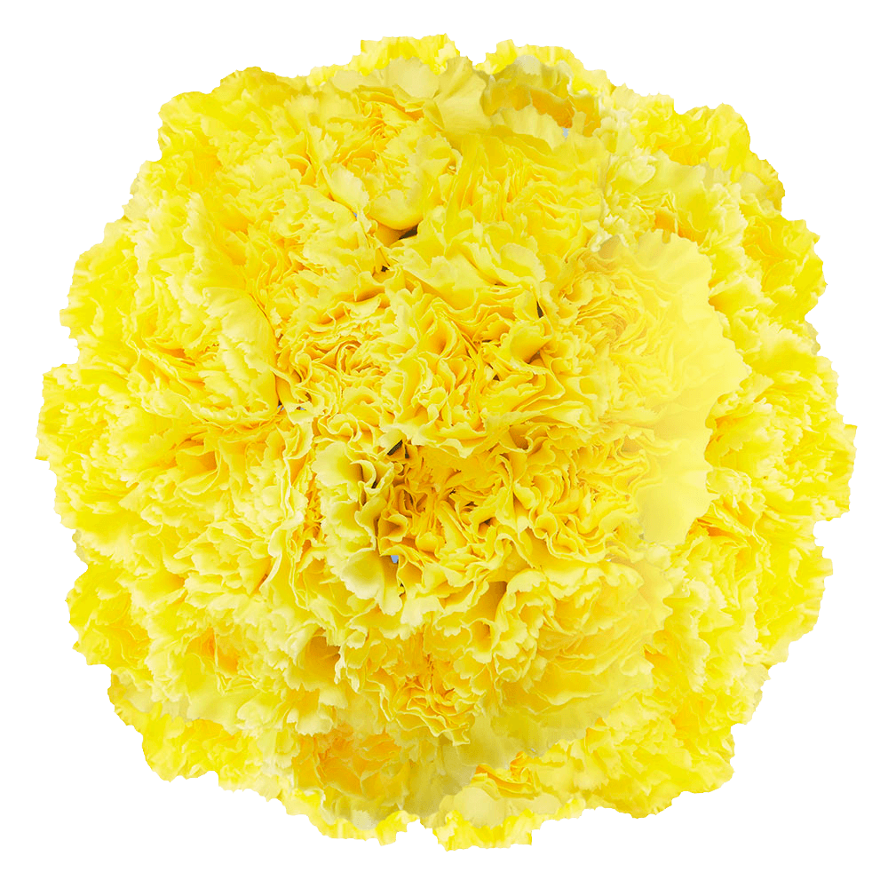 Wholesale Yellow Carnations