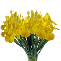 (QB) Iris Nevada Yellow 300 For Delivery to Sun_City_West, Arizona