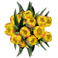 (HB) Yellow Tulip Flowers 20 Bunches For Delivery to Traverse_City, Michigan