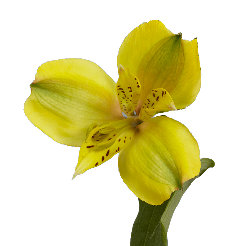 1-Yellow