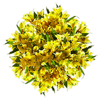 (OC) Alstroemeria Fcy Yellow 6 Bunches For Delivery to North_Kansas_City, Missouri
