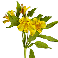 (OC) Alstroemeria Sel Yellow 3 Bunches For Delivery to North_Little_Rock, Arkansas