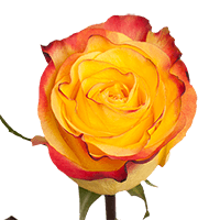 Qty of New Flash Roses For Delivery to Durant, Oklahoma