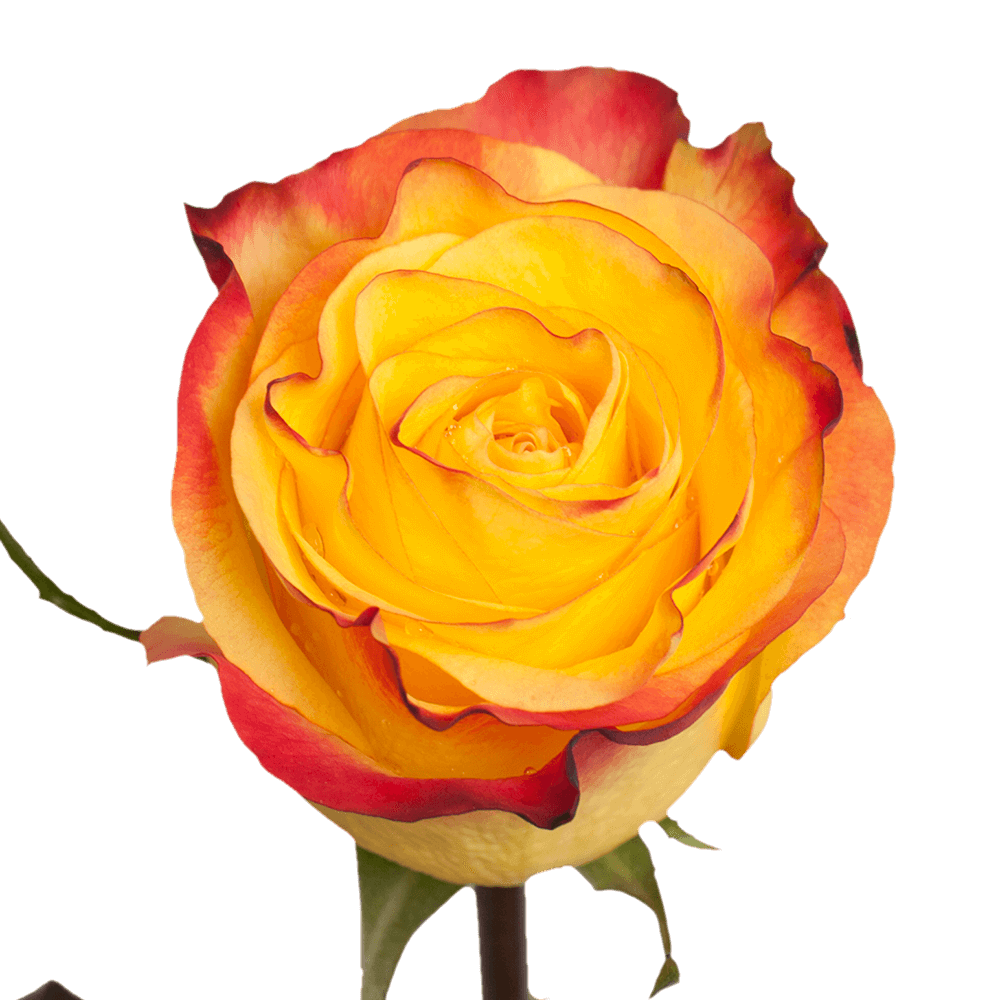 Qty of New Flash Roses For Delivery to Faqs.Html, Arkansas