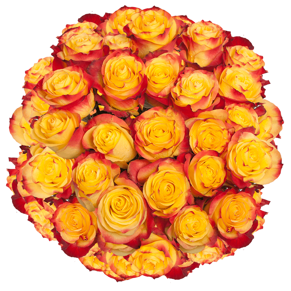 Yellow and Orange Roses New Flash Roses for Sale