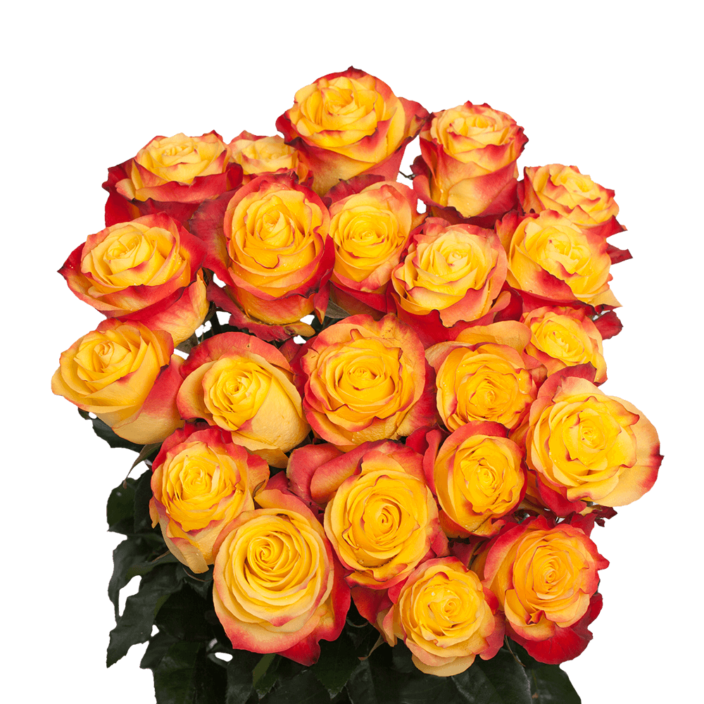 Yellow and Orange Roses New Flash Variety