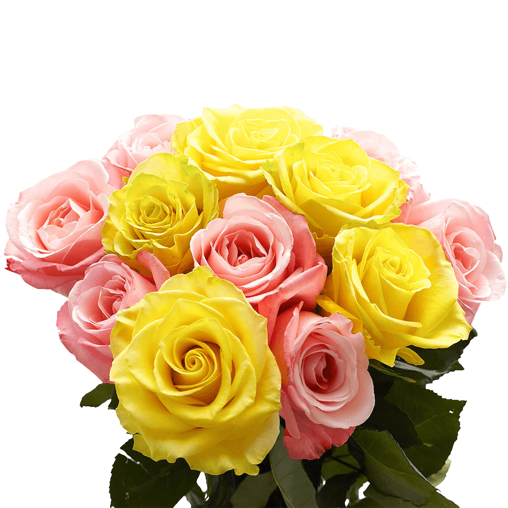 Yellow and Pink Roses Delivered in 24 Hours