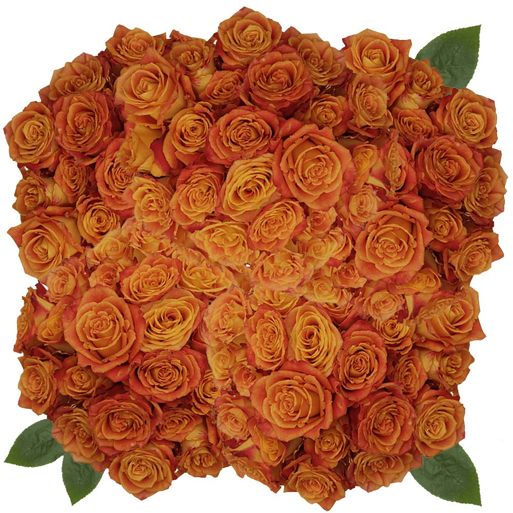 Yellow and Red Silantoy Roses Online Shopping