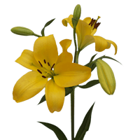Qty of Yellow Asiatic Lilies For Delivery to Orland_Park, Illinois