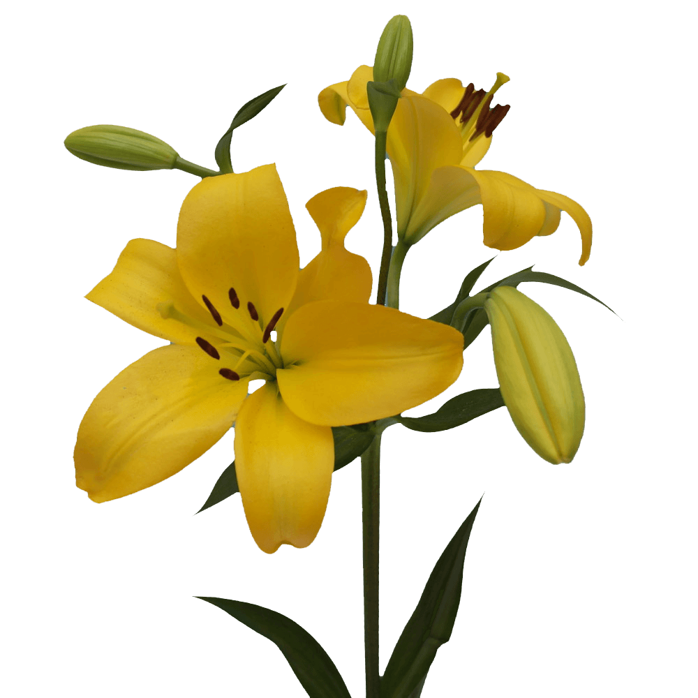 Qty of Yellow Asiatic Lilies For Delivery to Lynnwood, Washington