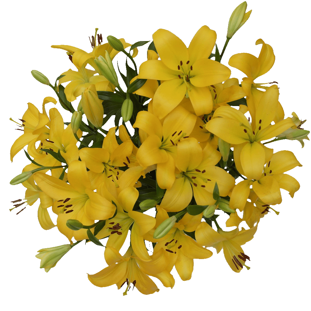 Yellow Asiatic Lilies Lowest Online Price