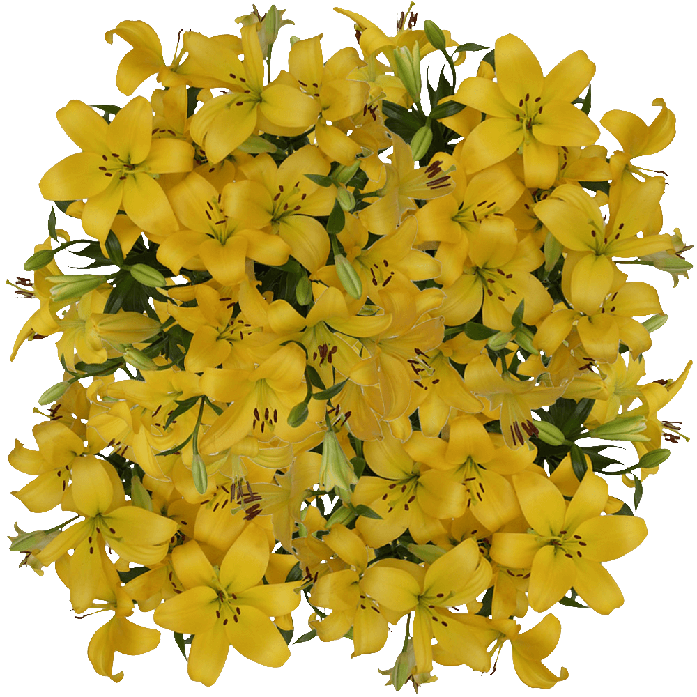 Yellow Asiatic Lily Flowers Wholesale Special