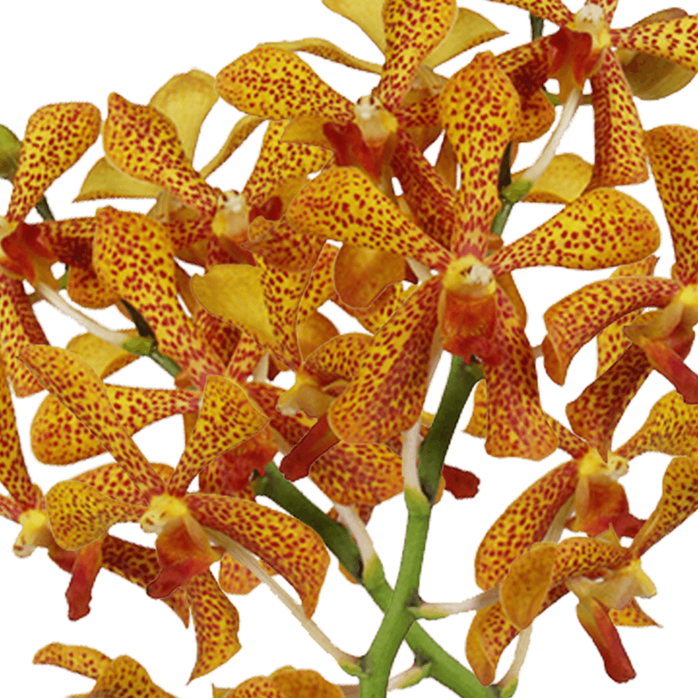 Yellow/Black dots Orchid Cheapest Flowers For Sale Online