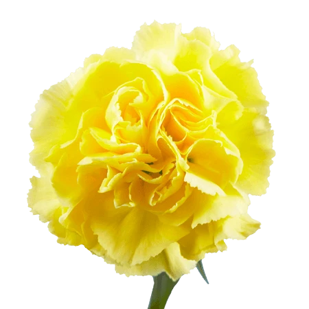 CARN-YELLOW