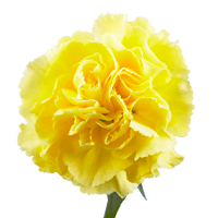 Qty of Yellow Carnations For Delivery to Manhattan, New_York