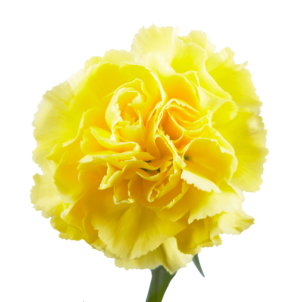 Qty of Yellow Carnations For Delivery to Prescott, Arizona