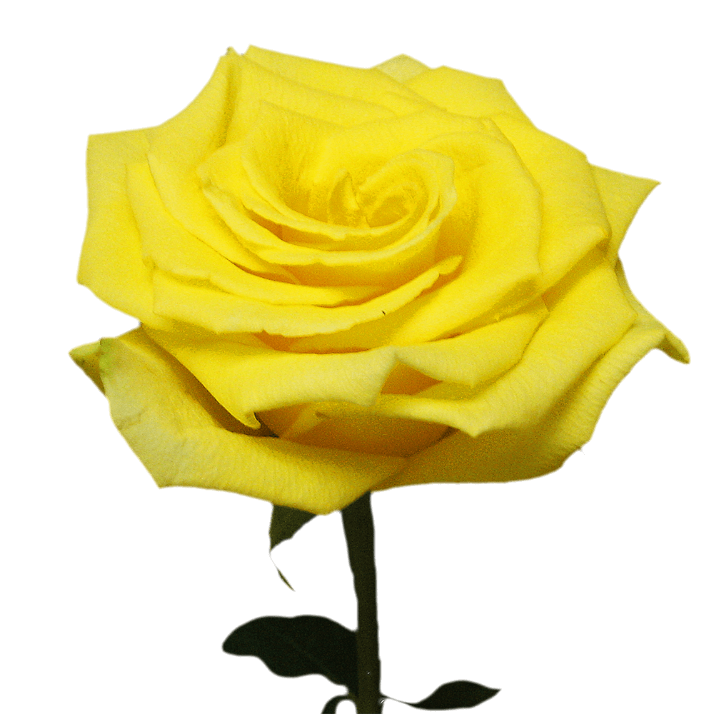 Qty of Yellow Coral Roses For Delivery to Aiken, South_Carolina