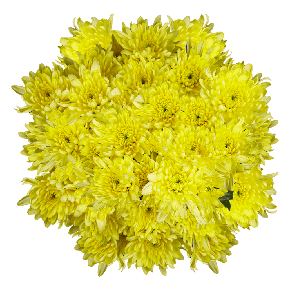 Big Yellow Poms, Large Yellow Pom-Poms