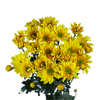 (OC) Poms Daisy Yellow 2 Bunches For Delivery to Martinsburg, West_Virginia