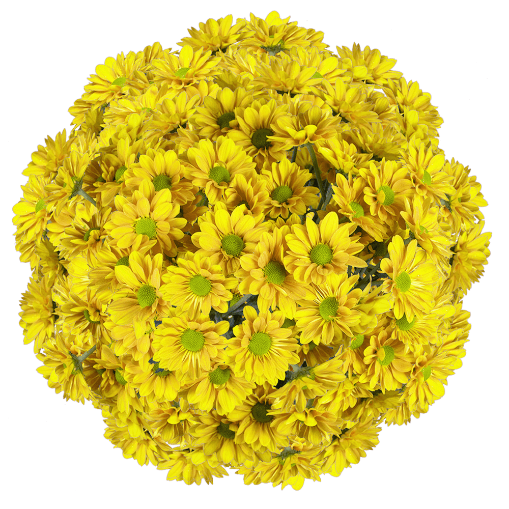 Yellow Daisy Poms - Choose Your Quantity