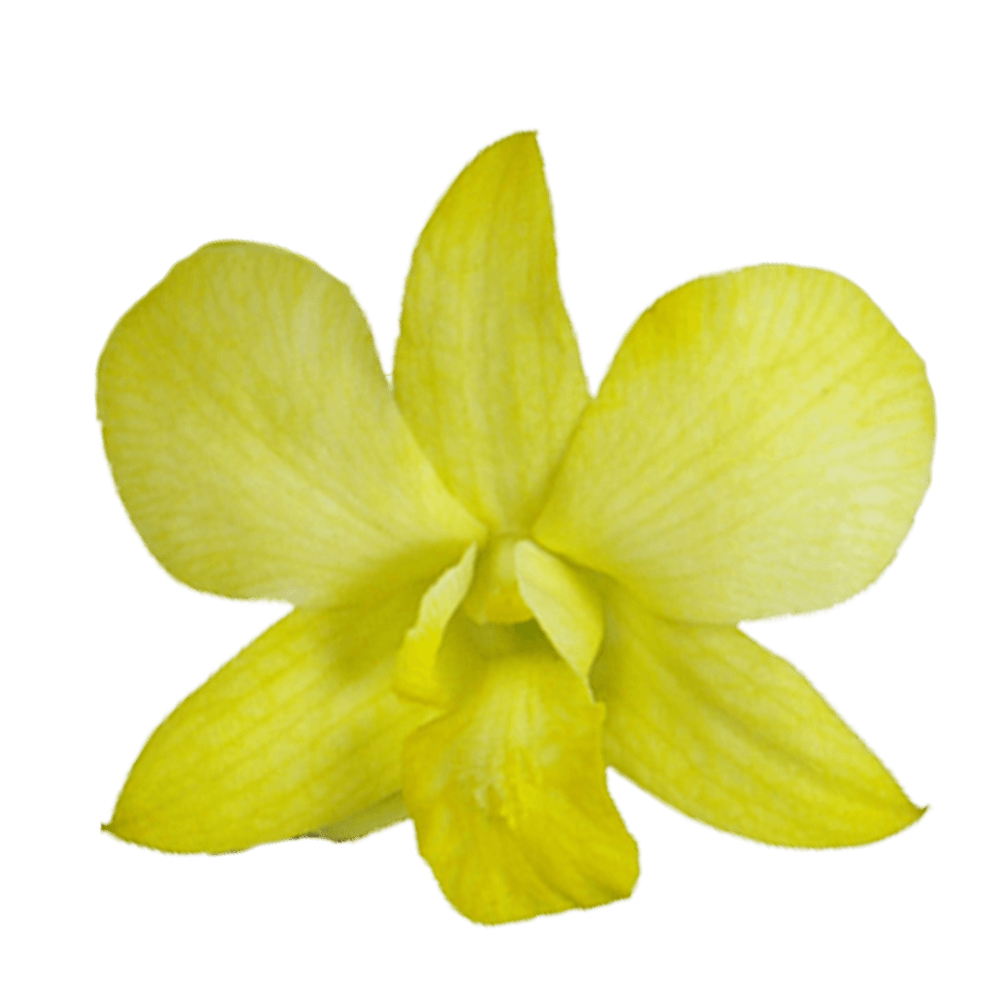 Yellow Dyed Big White Orchids Discount Prices Online