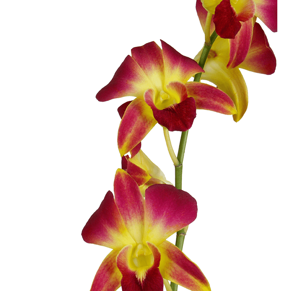 Yellow Dyed Sonia Orchids For Sale Fresh Flower Delivery