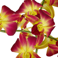 (HB) Orchids Yellow Sonia 80 For Delivery to Medina, Ohio