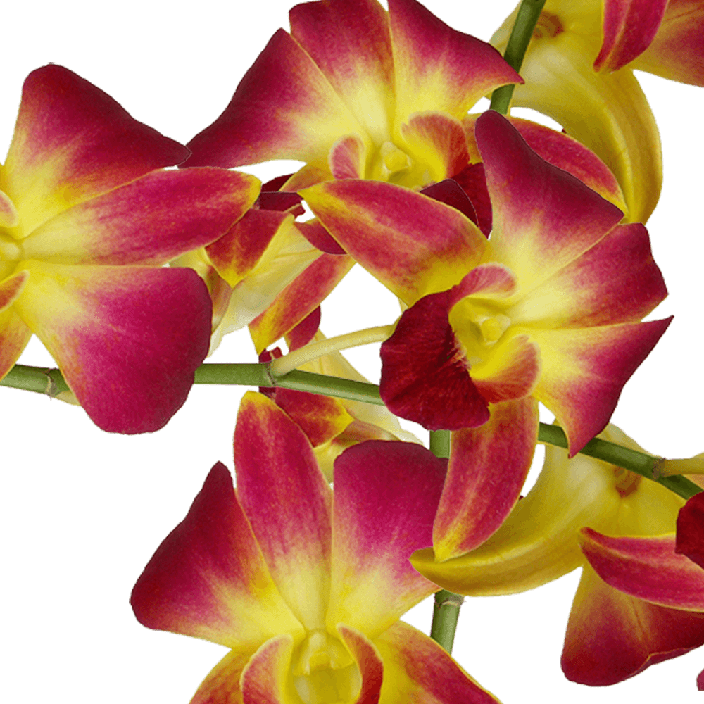 Yellow Dyed Sonia Orchids Wholesale Flower Delivery
