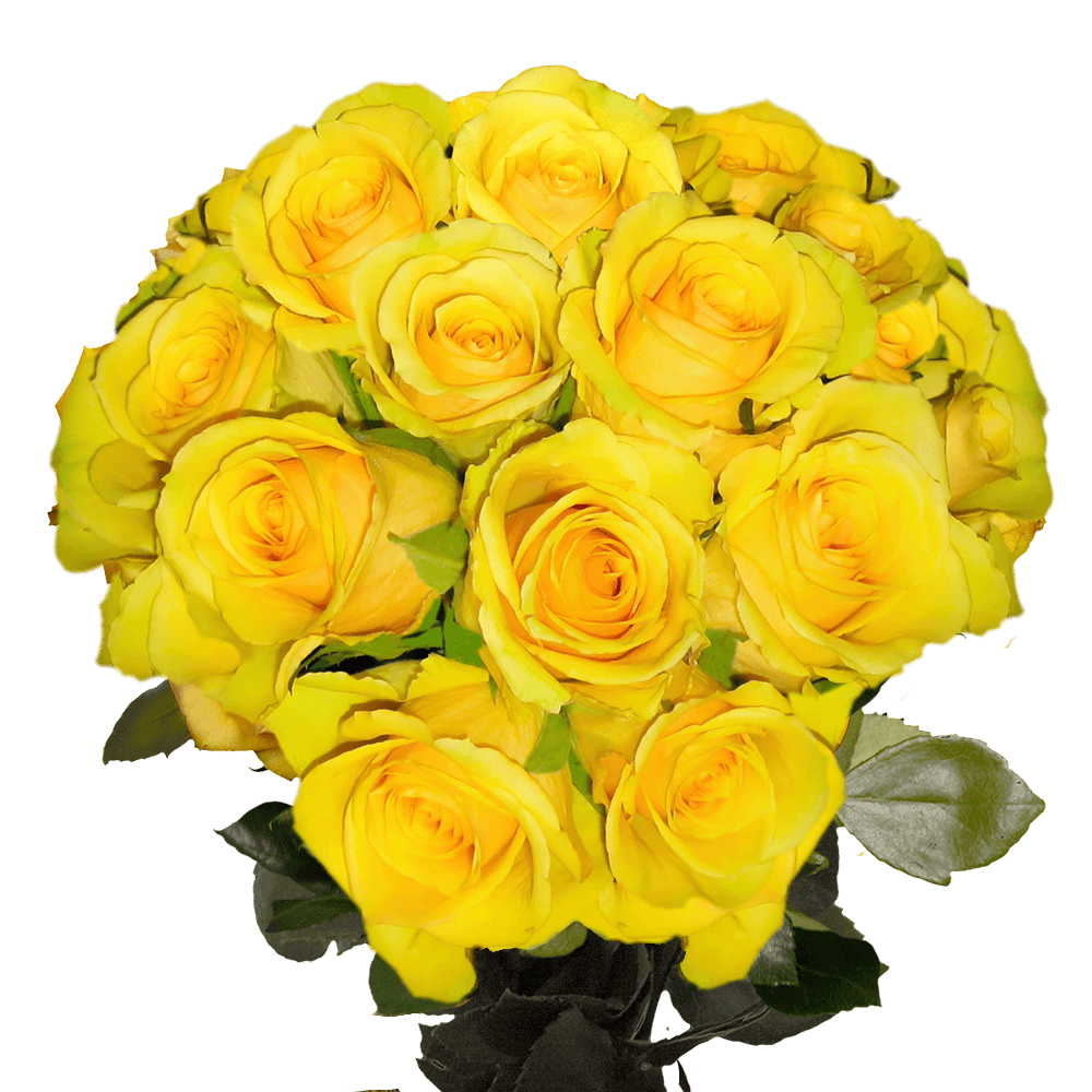 Yellow Fresh Roses to Buy Online Roses Sale Roses Online Shopping
